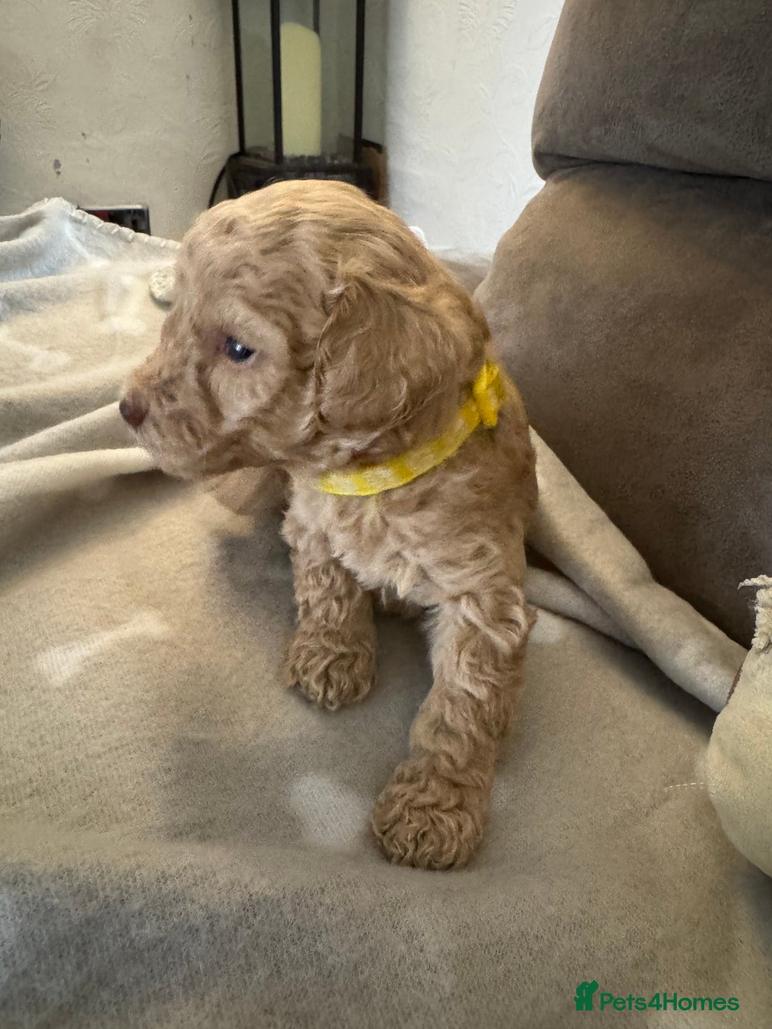 Labradoodle dogs for sale: Miniature Labradoodle puppies - Image 23