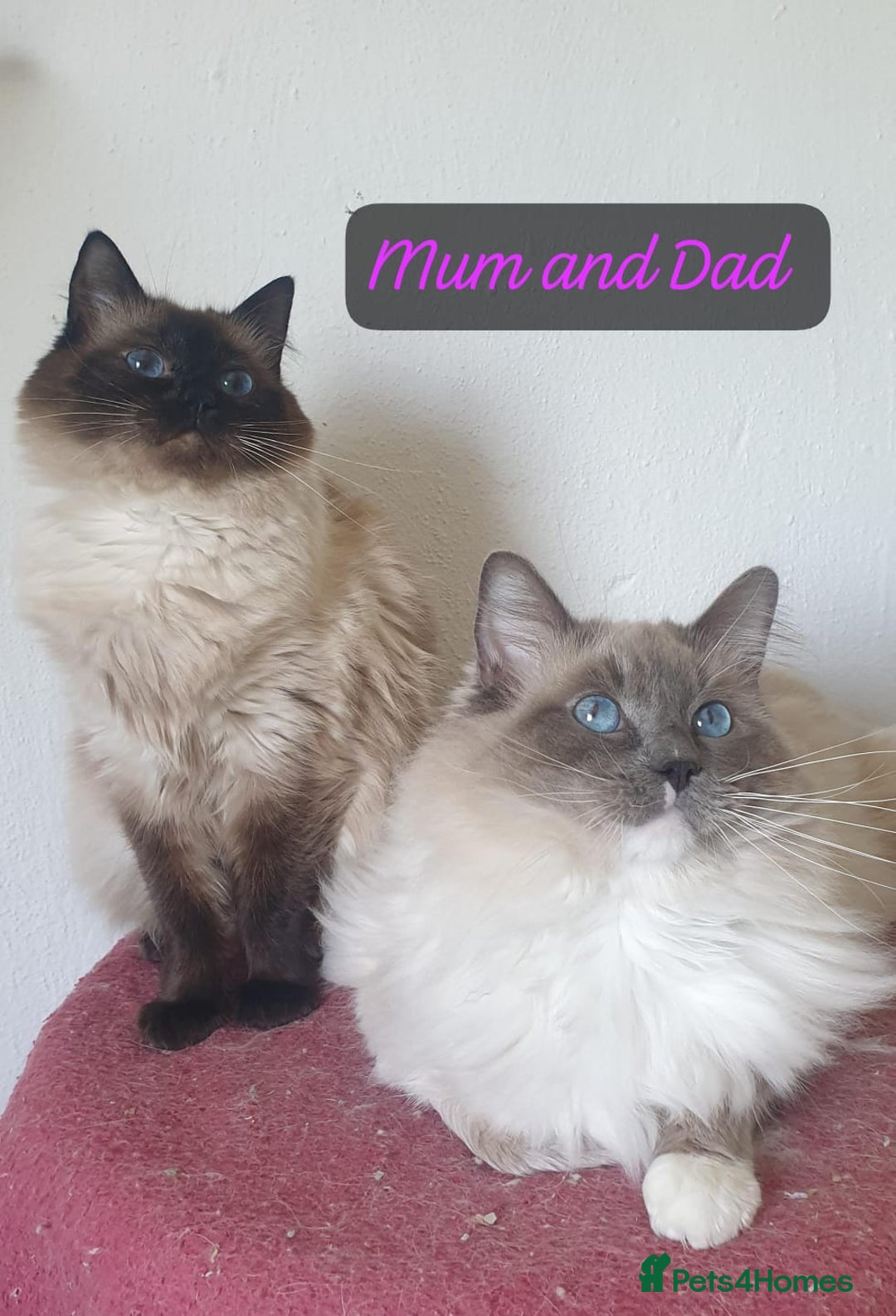 Ragdoll cats for sale: Beautiful GCCF Seal Point Kitten Available. - Advert 8