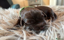 Cockapoo dogs for sale: 5 Chunky Miniature Cockapoos - Image 6