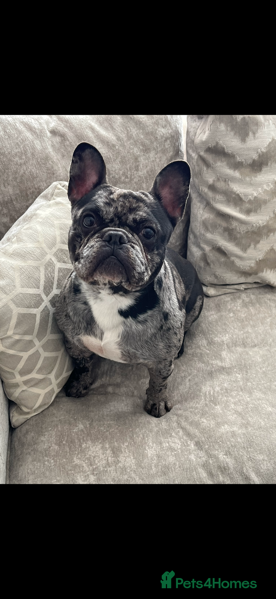 French Bulldog dogs for stud: Proven Stud DON CARLO in Liverpool - Advert 2