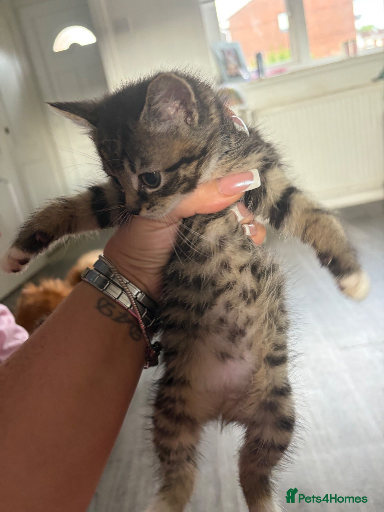 Mixed Breed cats Kittens for sale  - Advert 1