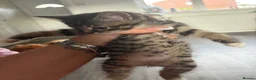 Mixed Breed cats for sale: Kittens for sale  - Advert 1