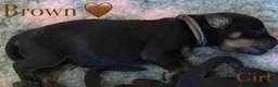 Rottweiler dogs for sale: 🐾 Beautiful Rottweiler Puppies 🐾 - Advert 14