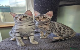 Bengal cats for sale:  Outstanding Quality Bengal kittens ready to leave - Image 22