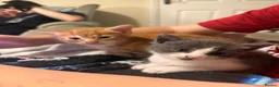 Mixed Breed cats for sale: *Beautiful mixed litter* - Advert 20