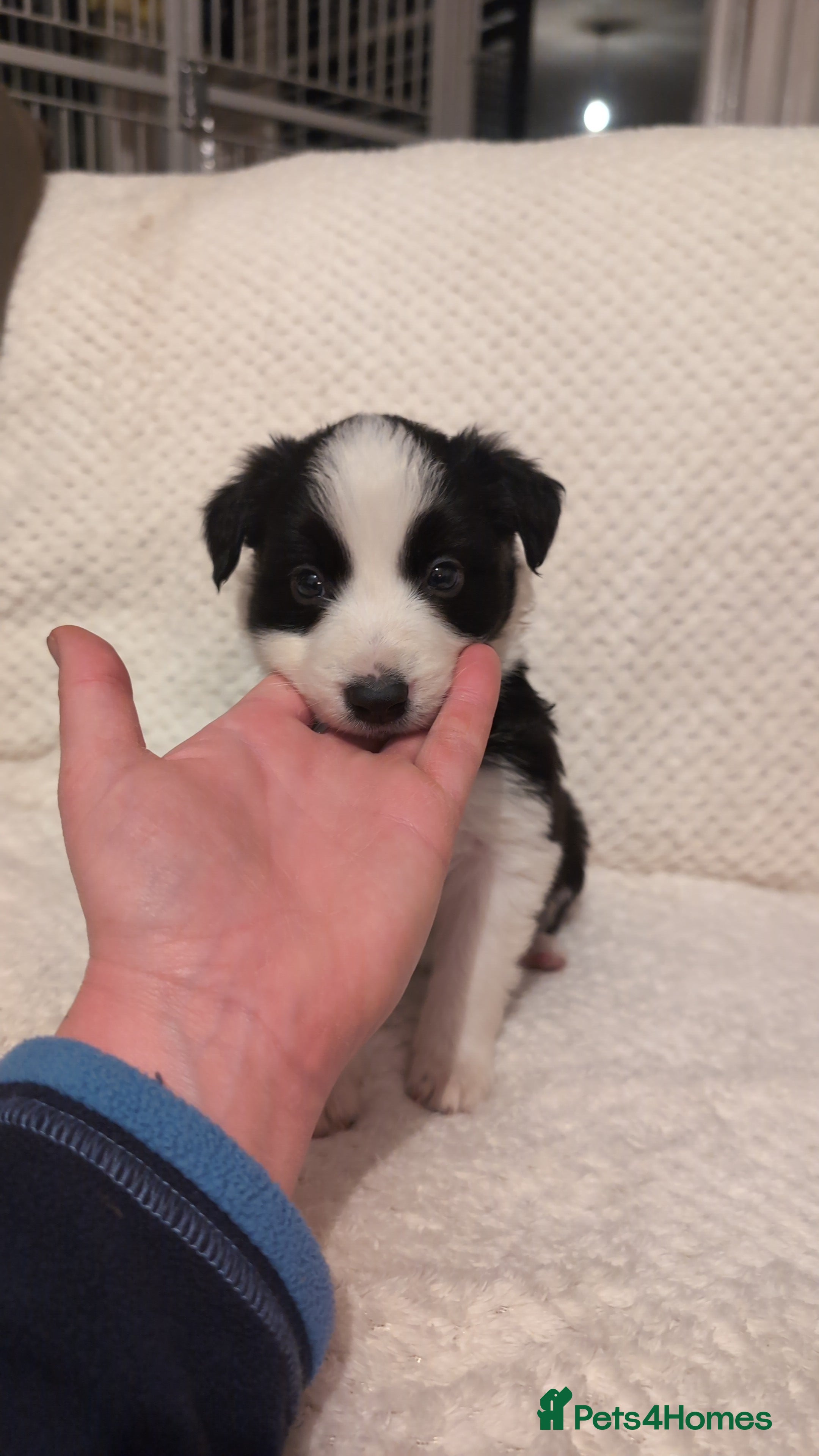 Border Collie dogs Traditional border collie puppies - Advert 3