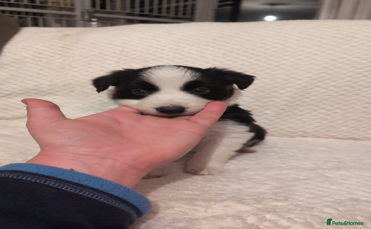 Border Collie dogs Traditional border collie puppies - Advert 13