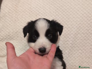 Border Collie dogs Traditional border collie puppies - Advert 1
