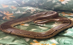 Python Snake reptiles for sale: Two Male Pythons with Full Setups Urgent Rehoming - Image 4