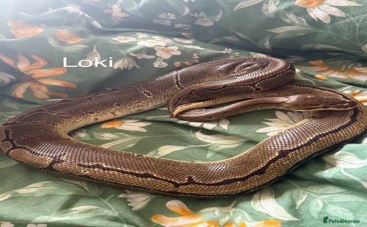 Python Snake reptiles - Advert 13