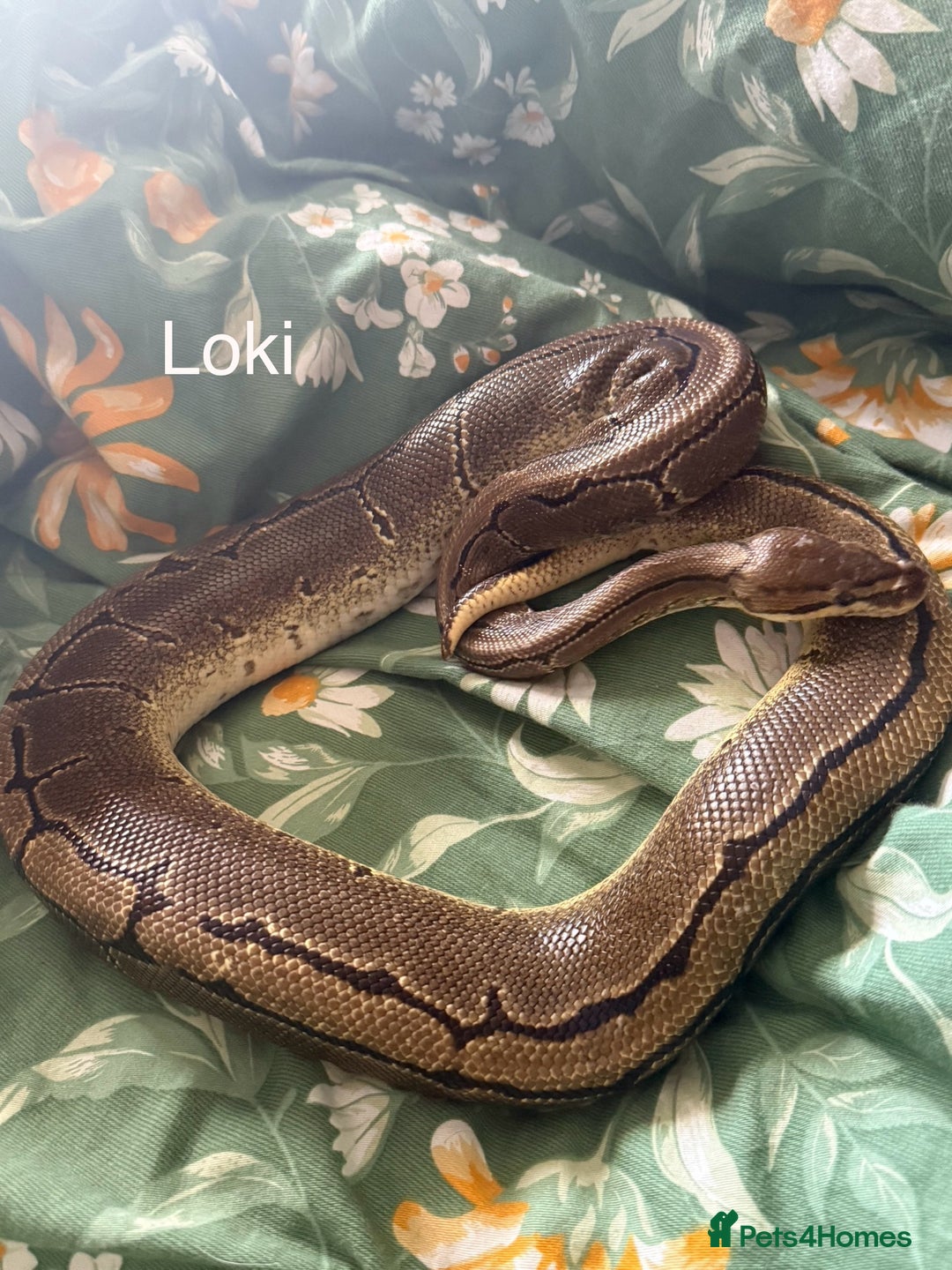 Python Snake reptiles for sale: Two Male Pythons with Full Setups Urgent Rehoming - Image 4