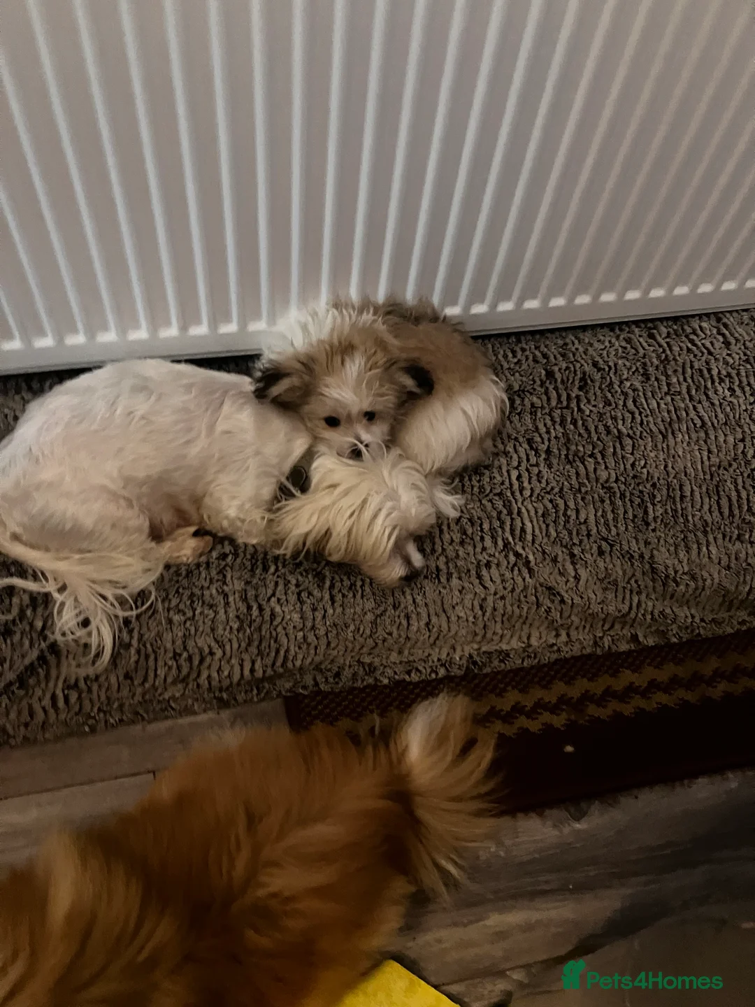 Mixed Breed dogs for sale: Malti-Pom Puppies - £1200 - 3 Left - Advert 5