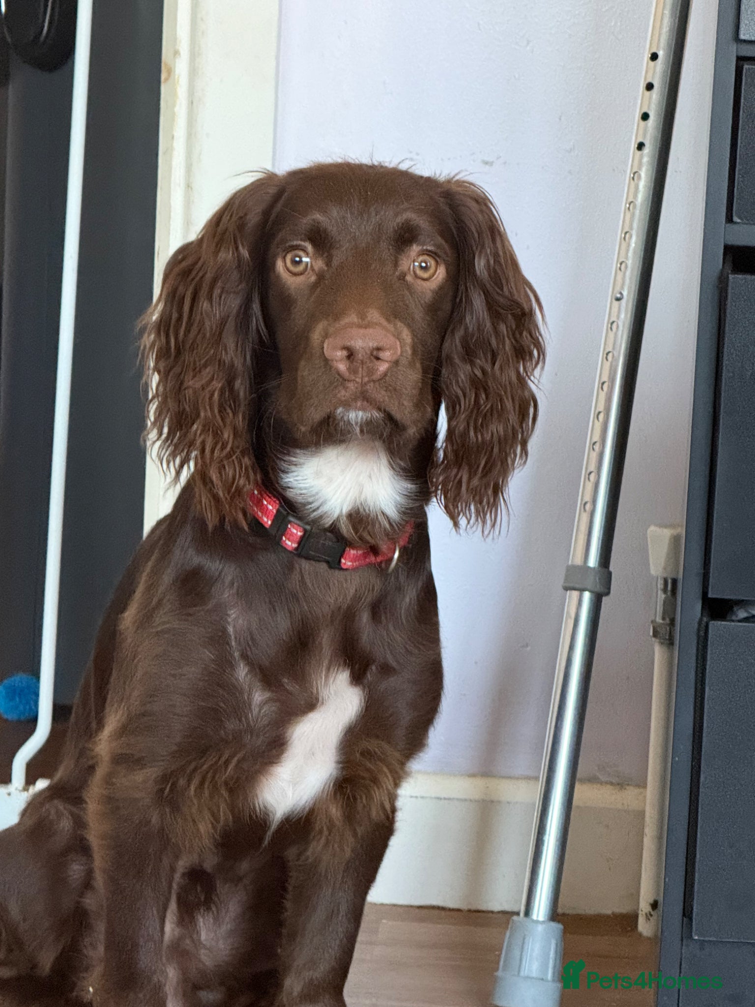 Cocker Spaniel dogs Stunning male cocker spaniel - Advert 9
