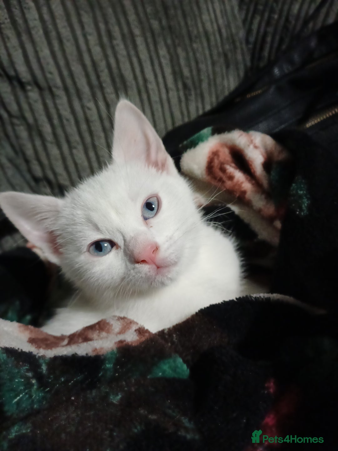 Khao Manee cats for sale: Female kitten blue eyes - Advert 5