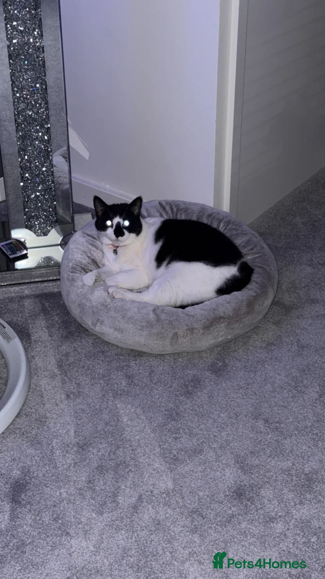 British Shorthair cats for sale: FREE  Black and white cat  - Advert 2