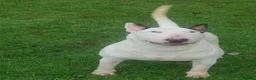English Bull Terrier dogs for stud: Two very stunning boys for stud in Fordingbridge - Advert 2