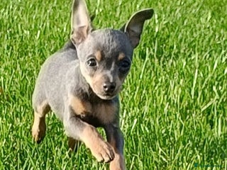 Mixed Breed dogs - Advert 1