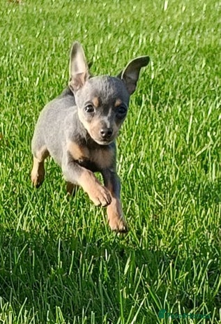 Mixed Breed dogs - Advert 2