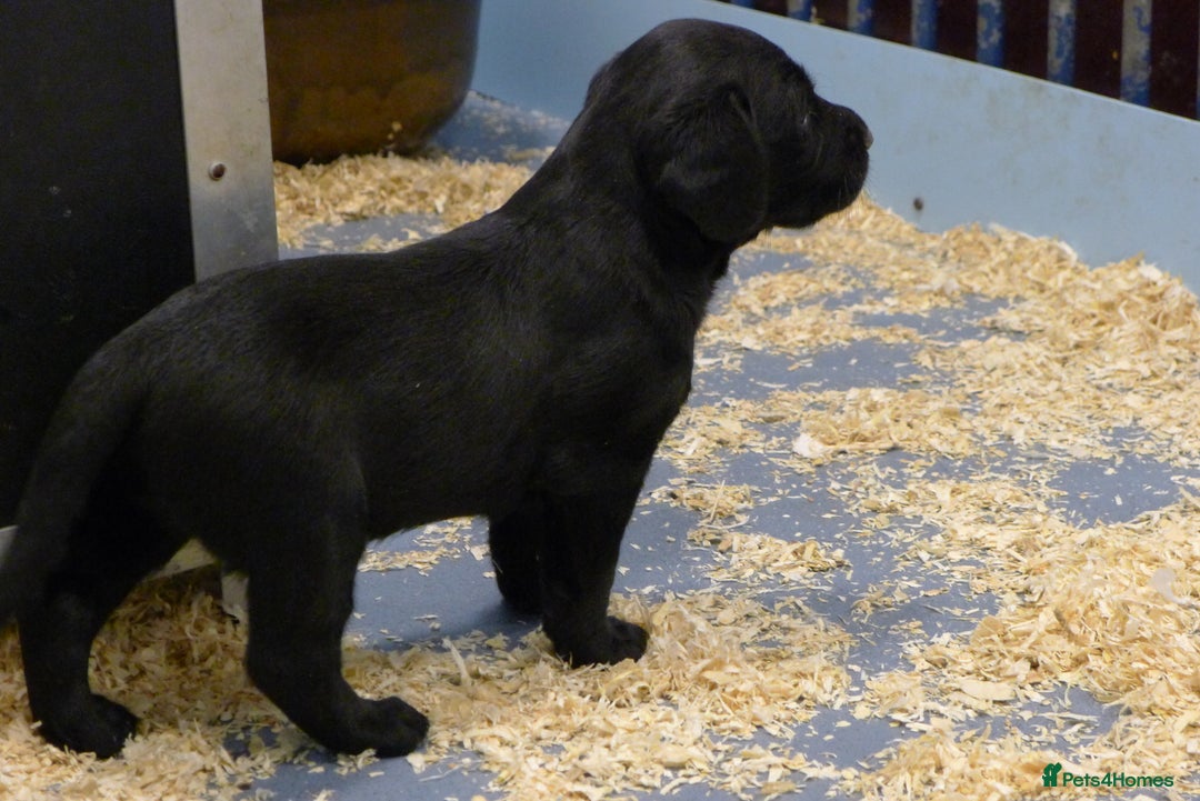 Cockerdor dogs for sale: COCKERDOR PUPS - Image 3