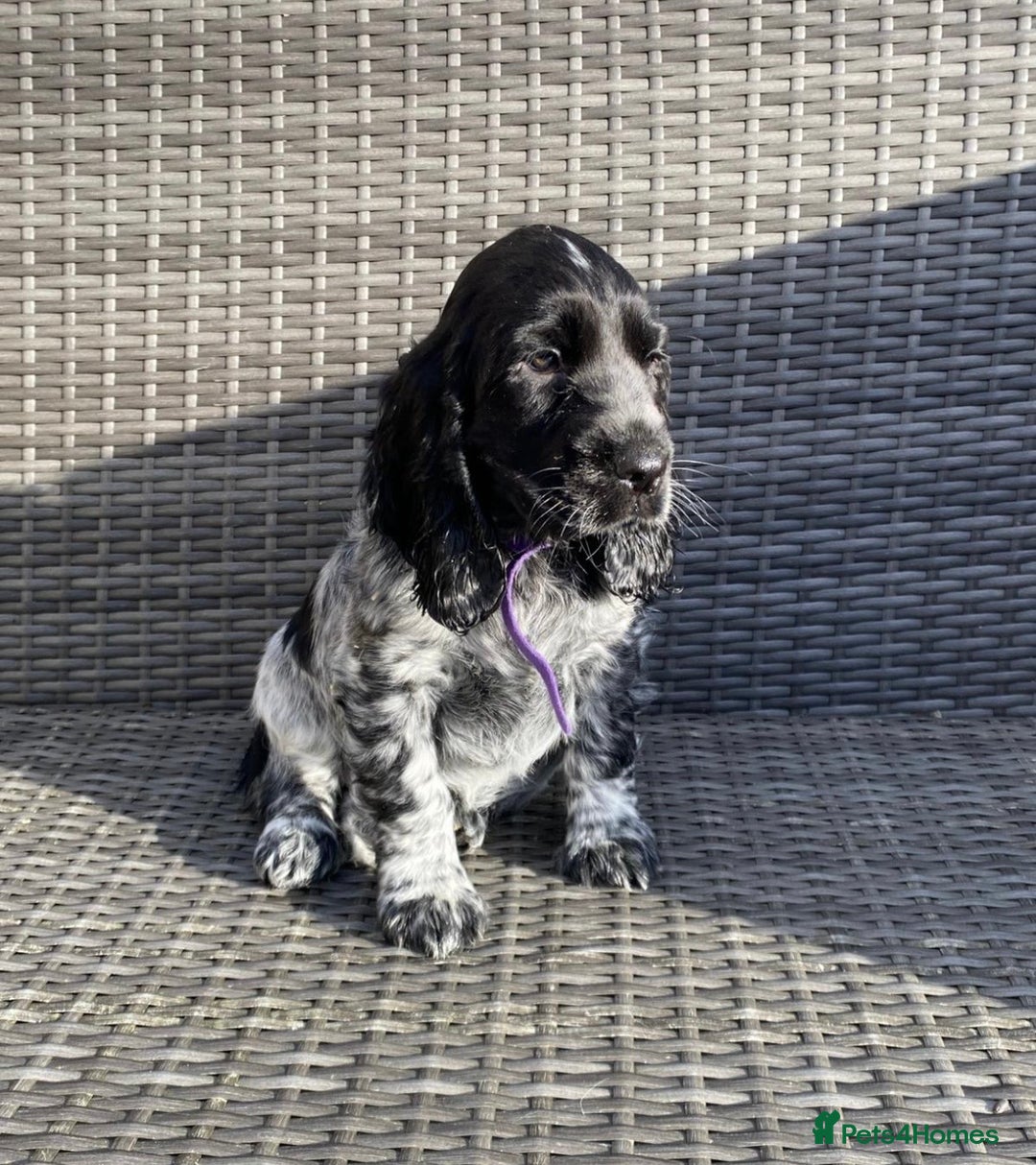 Cocker Spaniel dogs for sale: KC Registered Show Type Cocker Spaniel Pups - Advert 5
