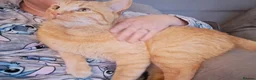 Mixed Breed cats for sale: Very special female adopter needed in Scarborough - Advert 2