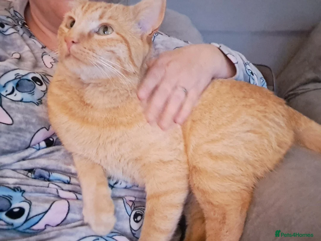 Mixed Breed cats for sale: Very special female adopter needed in Scarborough - Advert 2