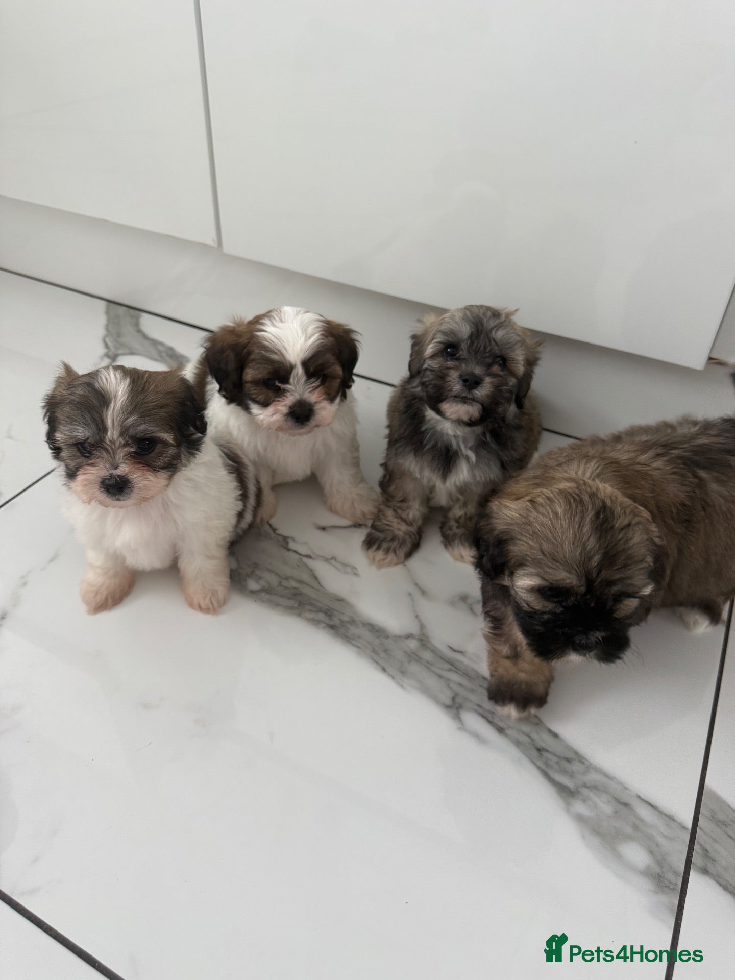Zuchon dogs Bichon x shitzu zuchon teddy bear puppies  - Advert 4