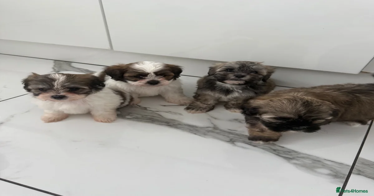 Puppies for sale in Scunthorpe, North Lincolnshire | Pets4Homes