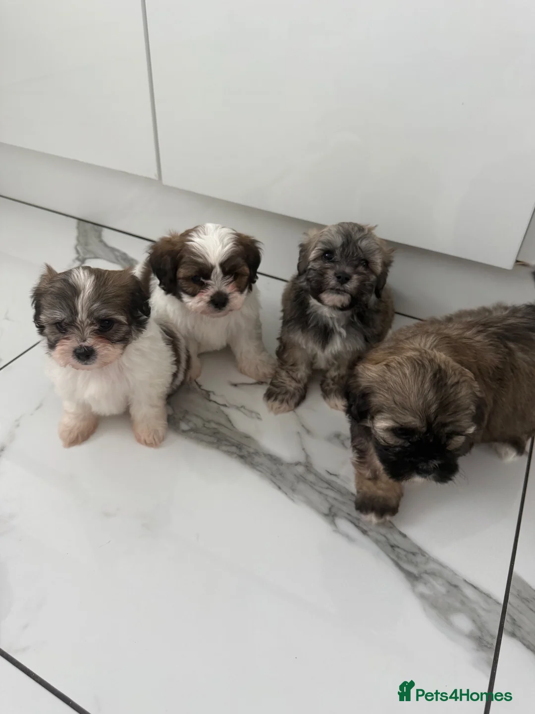 Zuchon dogs for sale: Bichon x shitzu zuchon teddy bear puppies  - Advert 1