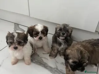 Zuchon dogs Bichon x shitzu zuchon teddy bear puppies - Advert 4