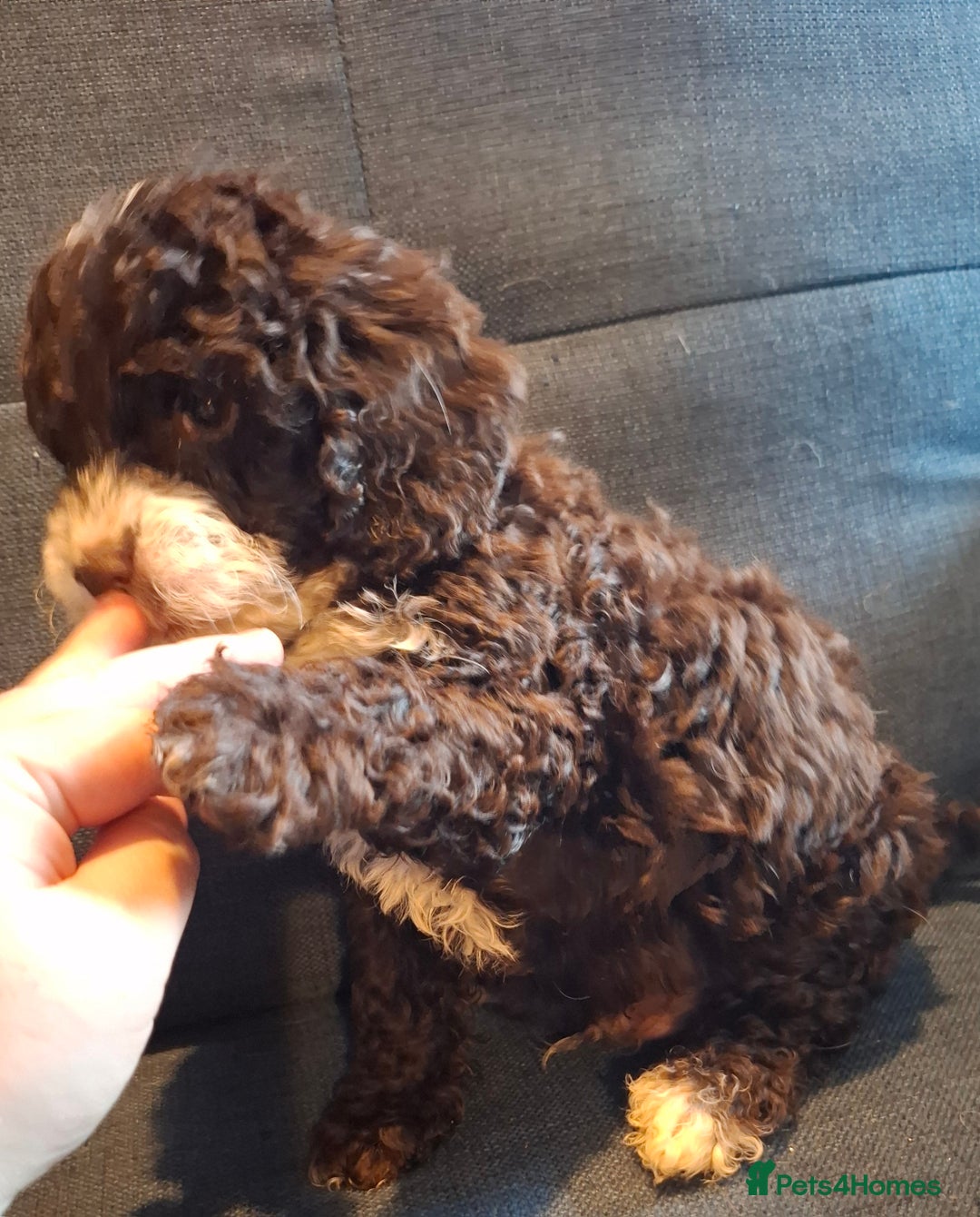 Cockapoo dogs for sale: F1b Health Tested Toy Cockapoo Puppies  - Advert 7