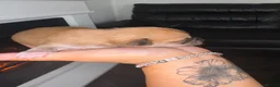 Chihuahua dogs for sale: Female pup - Advert 8