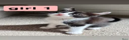 Mixed Breed cats for sale: 2 beautiful ragdoll x mix breed kittens - Advert 1