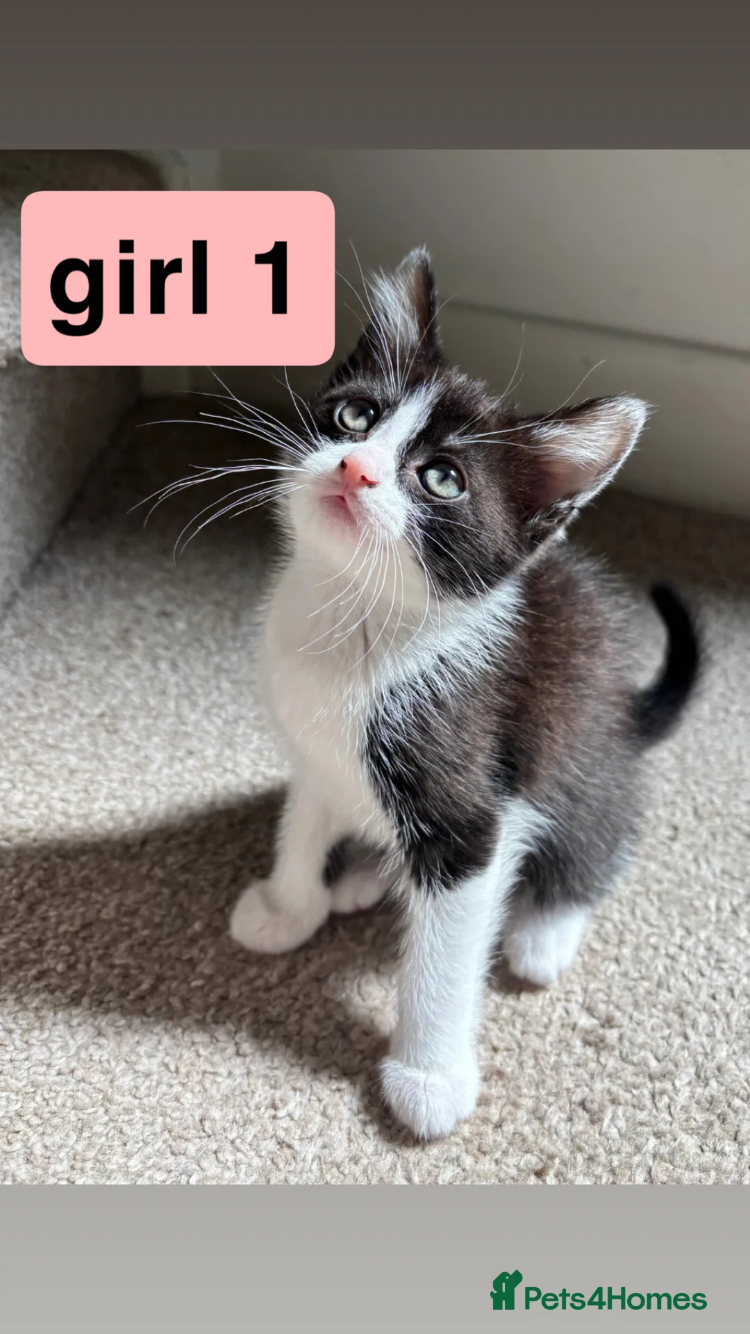 Mixed Breed cats for sale: 2 beautiful ragdoll x mix breed kittens - Advert 1