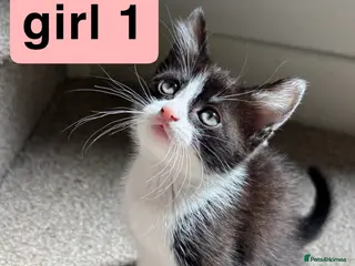 Mixed Breed cats 2 beautiful ragdoll x mix breed kittens - Advert 15