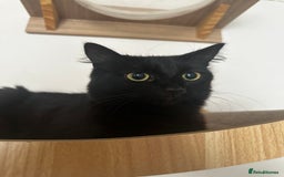 Mixed Breed cats for sale: 2 long haired black females❤️ - Image 4