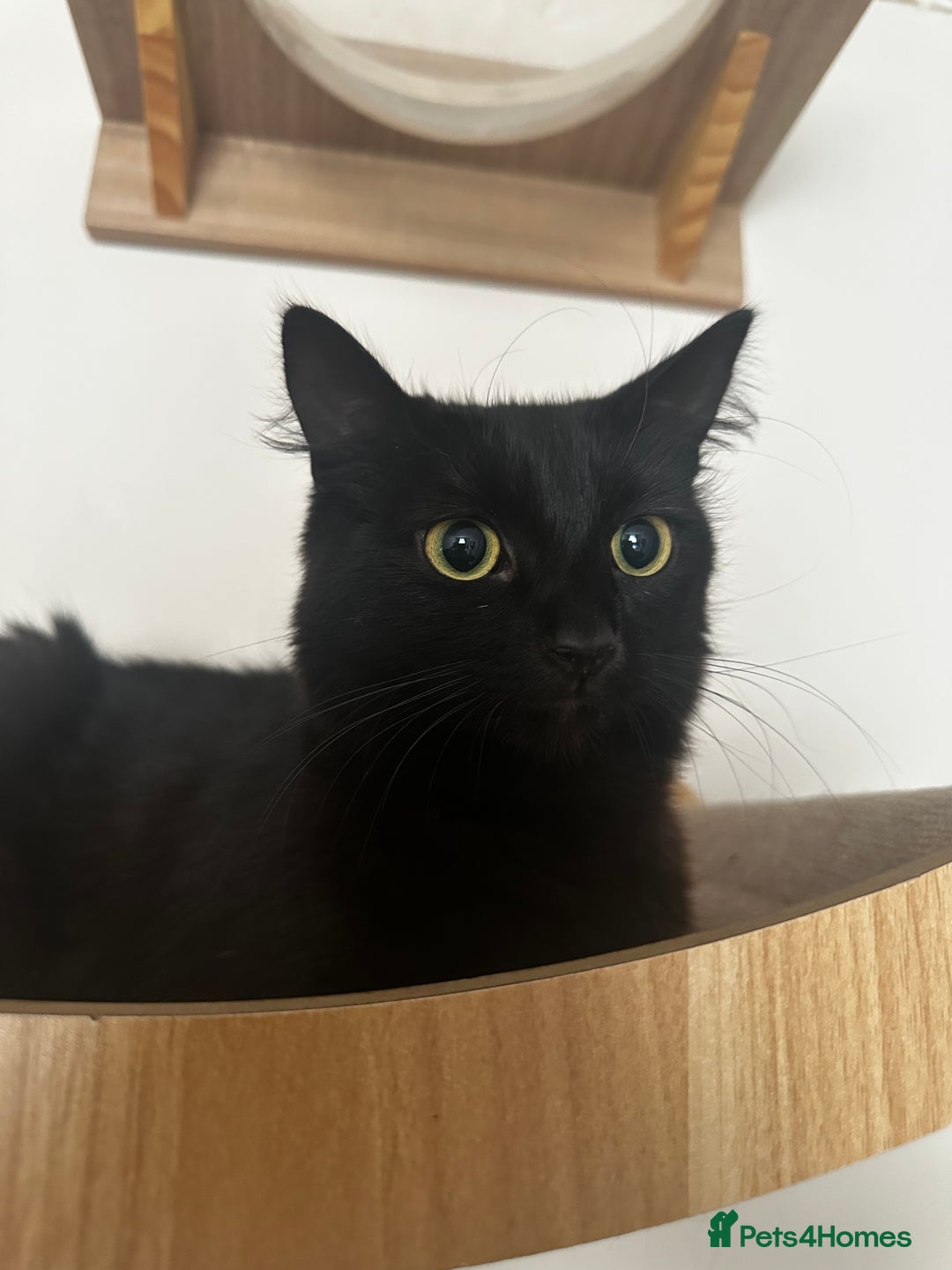 Mixed Breed cats for sale: 2 long haired black females❤️ - Image 4