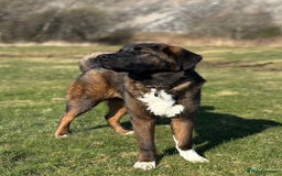 Akita dogs for stud: Tibetan Mastiff X American Akita for Stud - Image 5