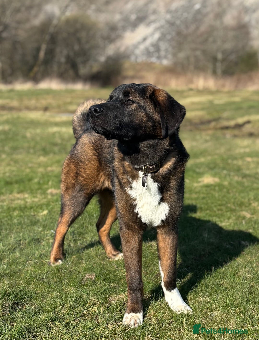 Akita dogs for stud: Tibetan Mastiff X American Akita for Stud - Image 5