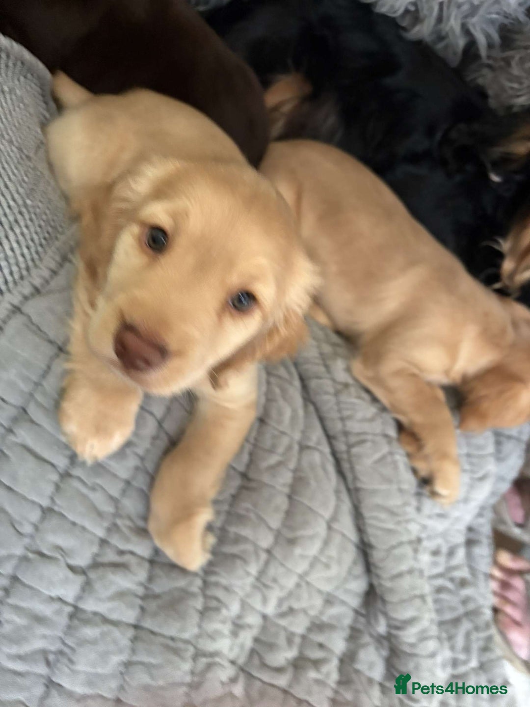 Cocker Spaniel dogs for sale: Cocker spaniel - Image 7