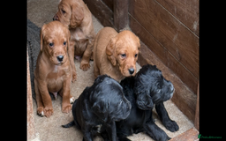Mixed Breed dogs for sale: Gorgeous, well socialised Springador setters! - Image 1