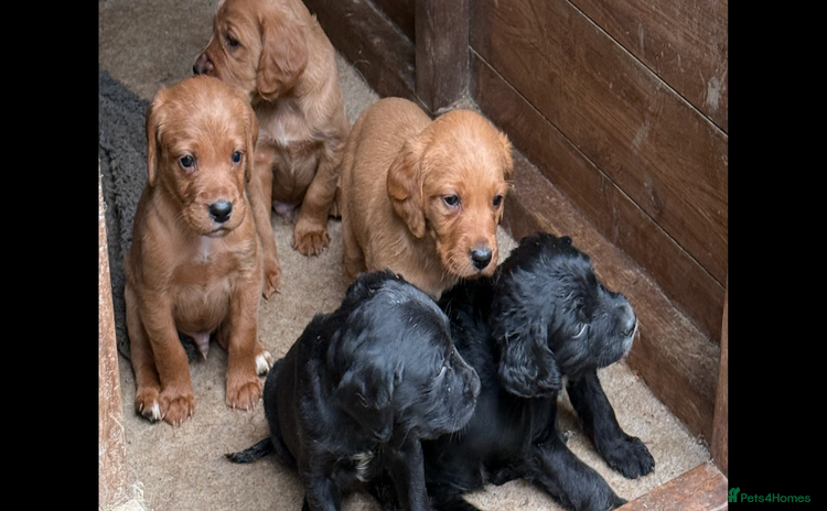 Mixed Breed dogs - Advert 3