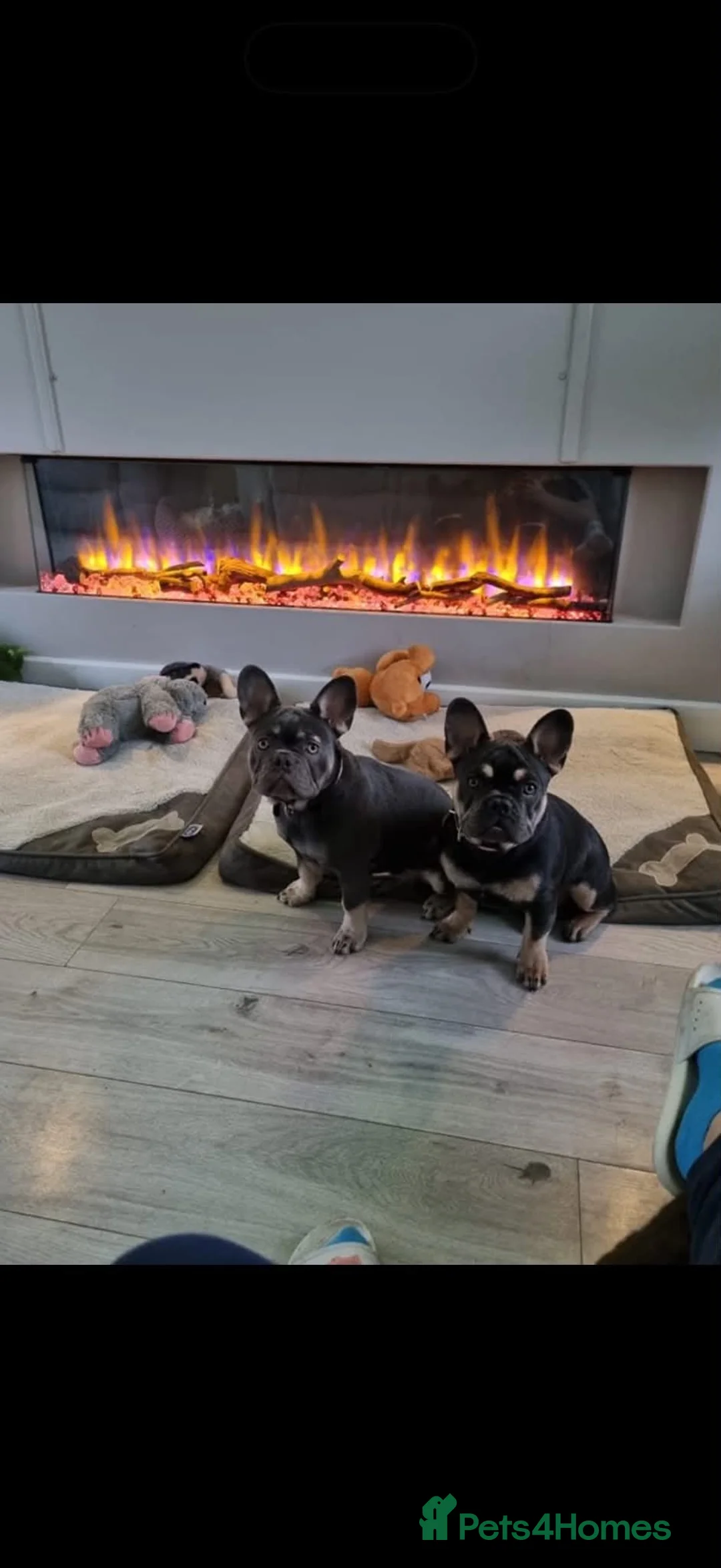 French Bulldog dogs for sale: Lily & Luna need a new loving home - Advert 3