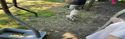 Italian Greyhound dogs for sale: Gorgeous Kc reg Italian greyhound  - Advert 8