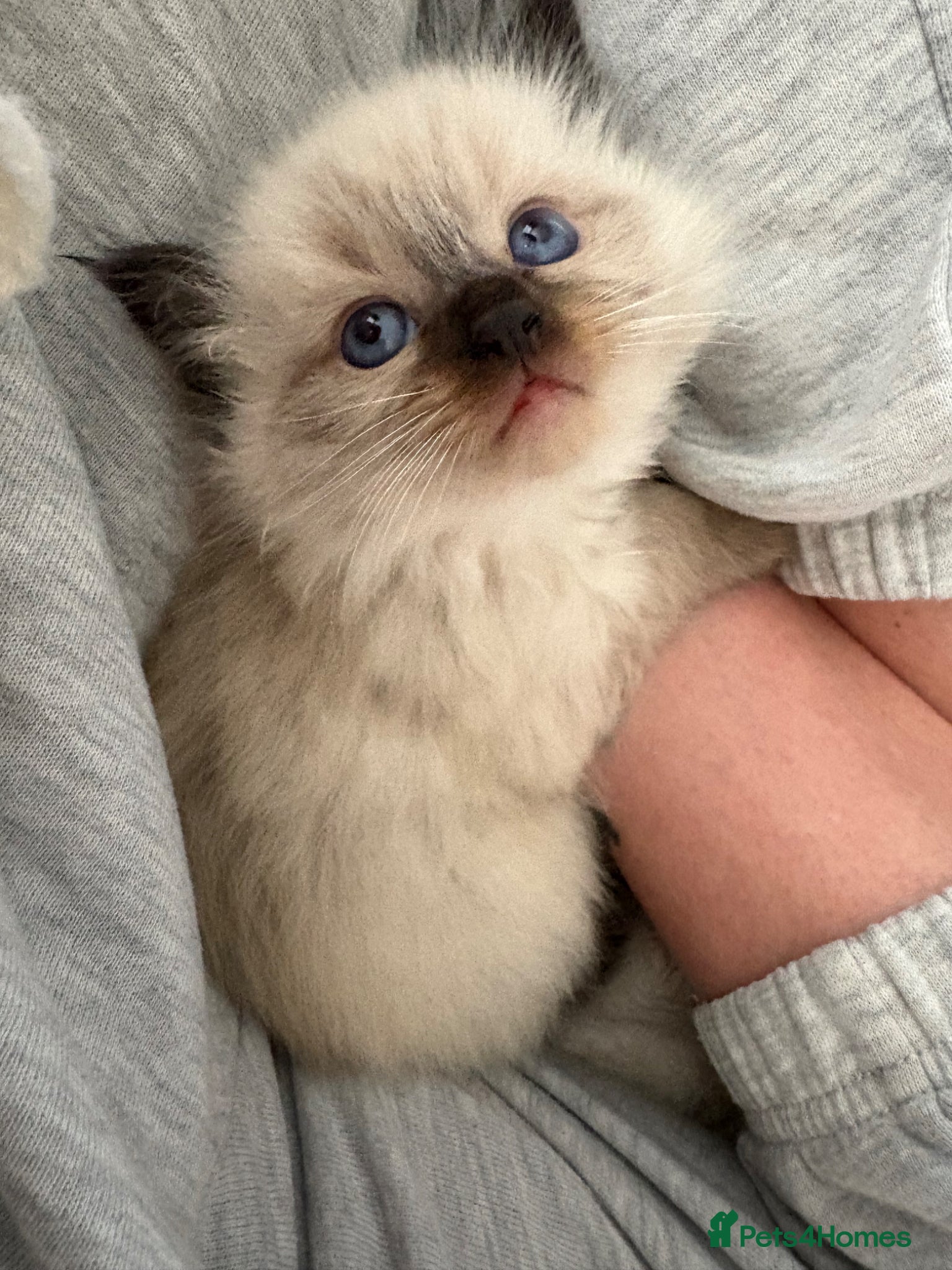 Ragdoll cats STUNNING FULLY HEALTH TESTED RAGDOLLS - Advert 2