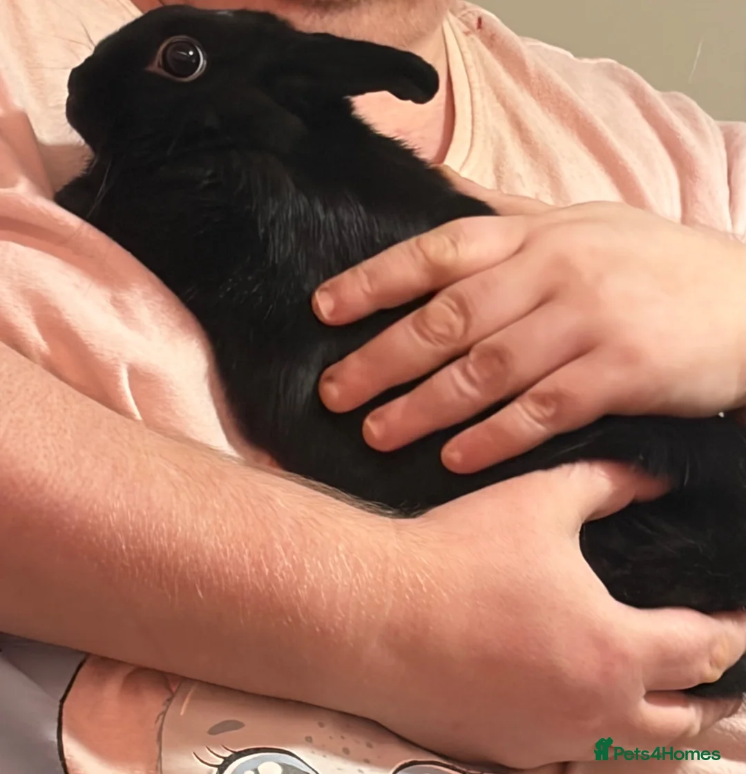 Netherland Dwarf rabbits for sale: Female rabbit - Advert 4