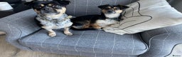 Mixed Breed dogs for adoption: Lolly and Poppy - Advert 12