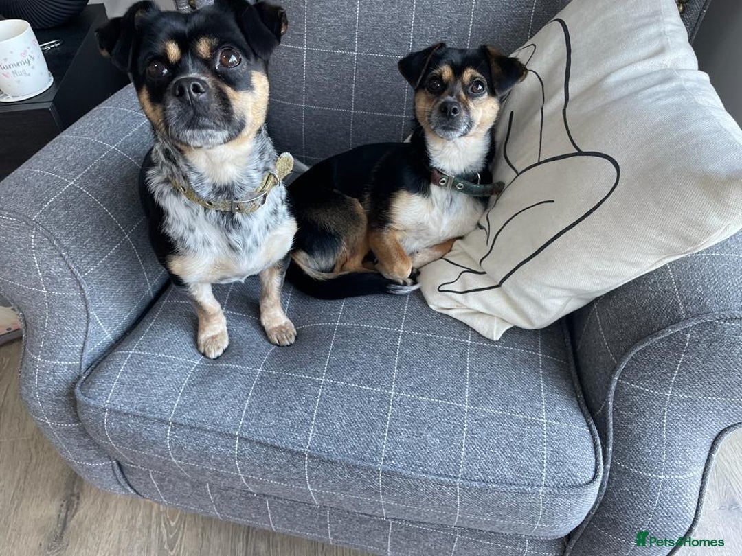 Mixed Breed dogs for adoption: Lolly and Poppy - Advert 12