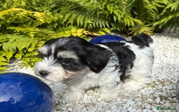 Havanese dogs for sale: 3 Beautiful Havanese Pedigree Puppies - Image 12