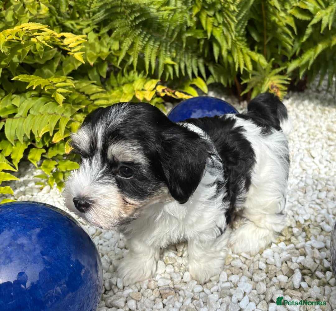 Havanese dogs for sale: 3 Beautiful Havanese Pedigree Puppies - Image 12